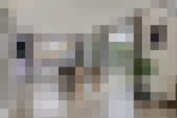 Kleinekolk 4 Wapenveld thumbnail 9