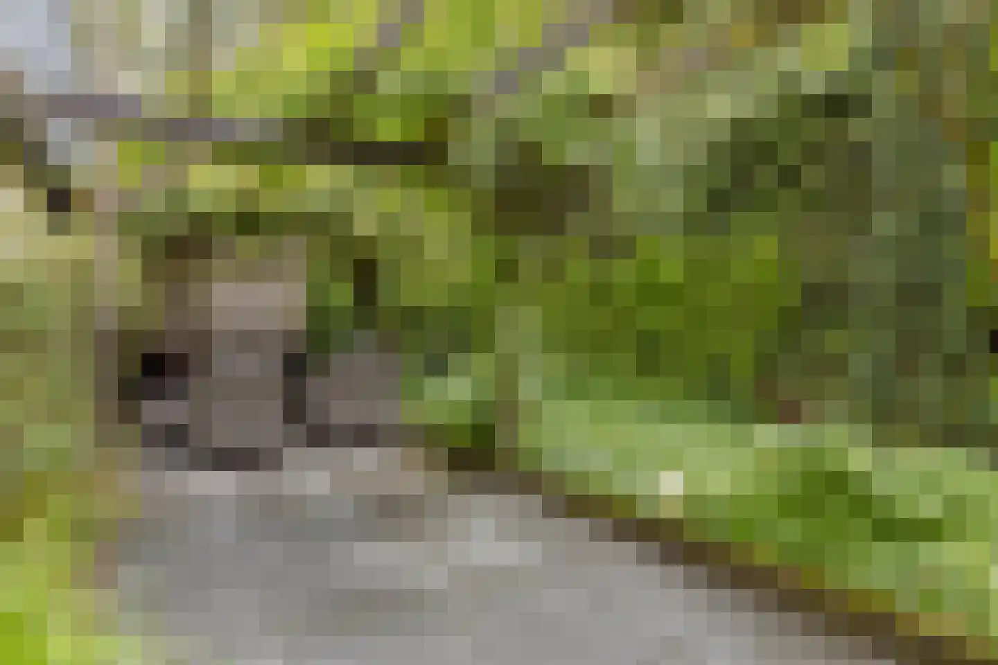 Kleinewei 8 Goes thumbnail 45