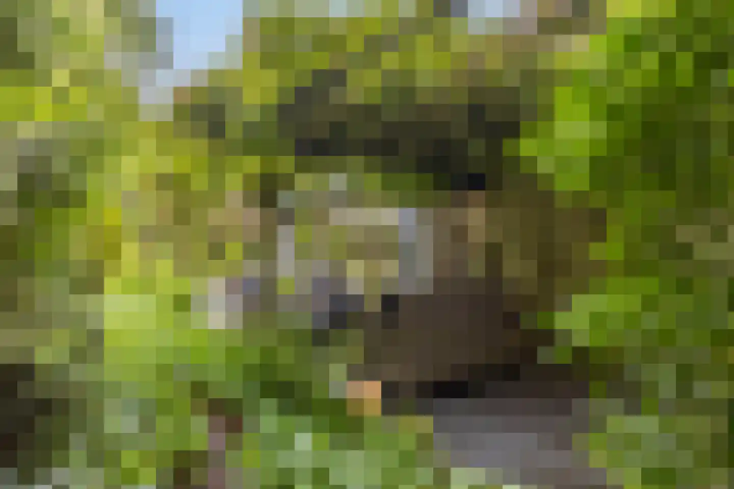 Kleinewei 8 Goes thumbnail 48