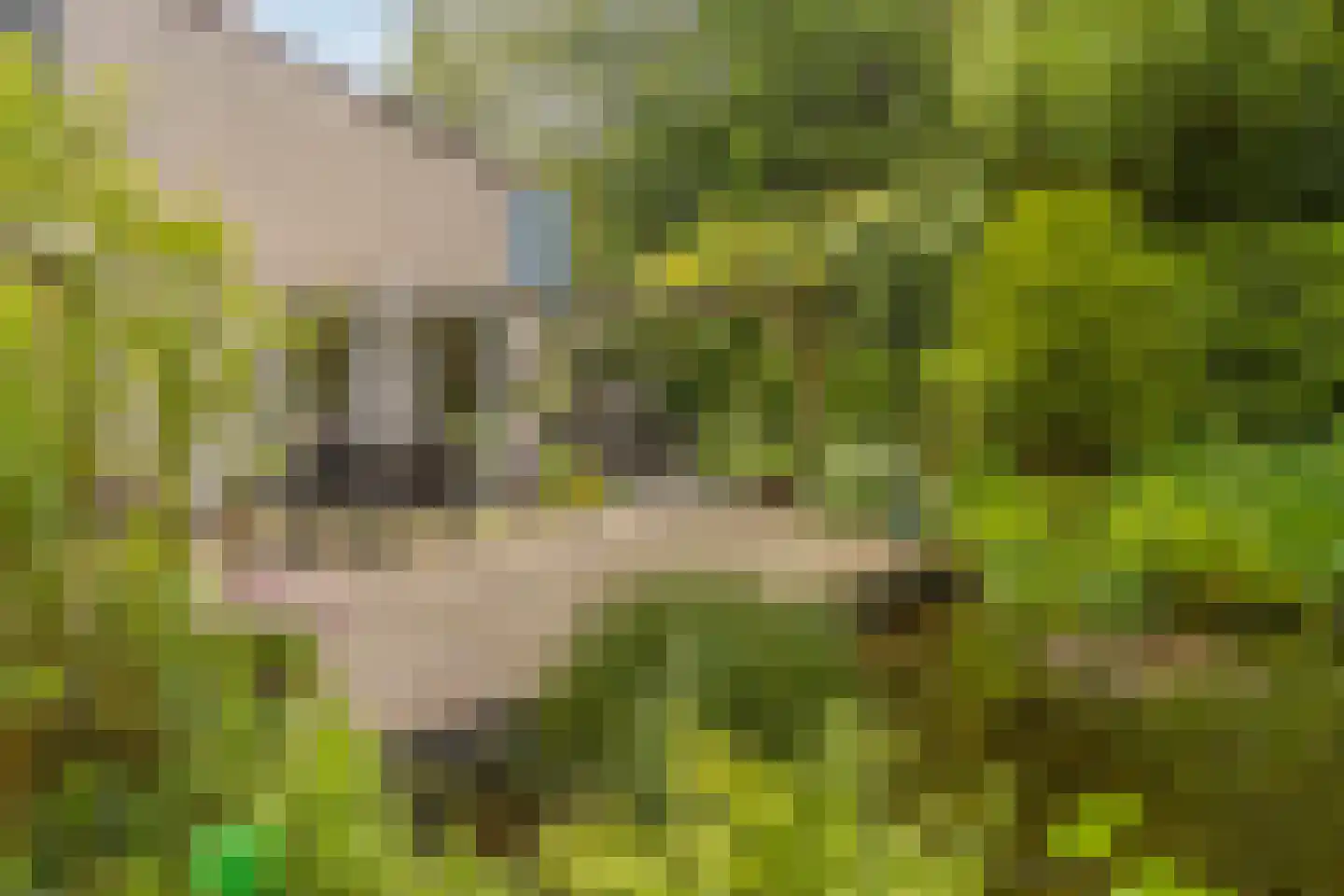 Kleinewei 8 Goes thumbnail 52