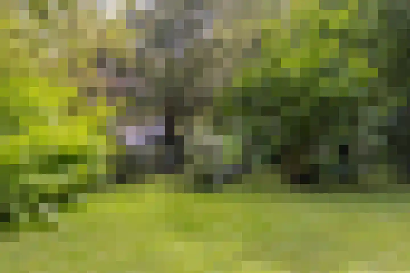 Kleinewei 8 Goes thumbnail 54