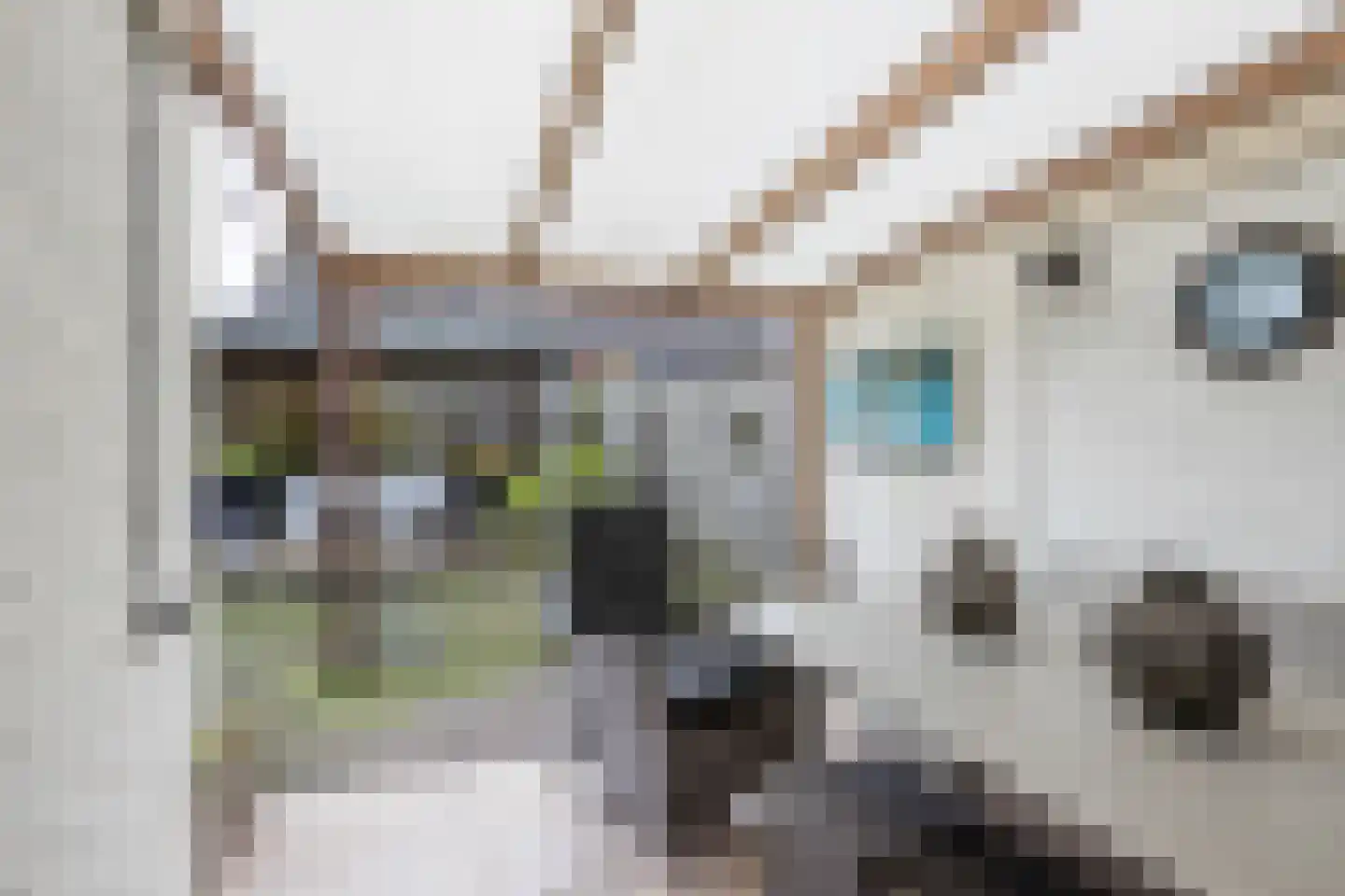 Kleinhaar 22 Kloosterhaar thumbnail 35