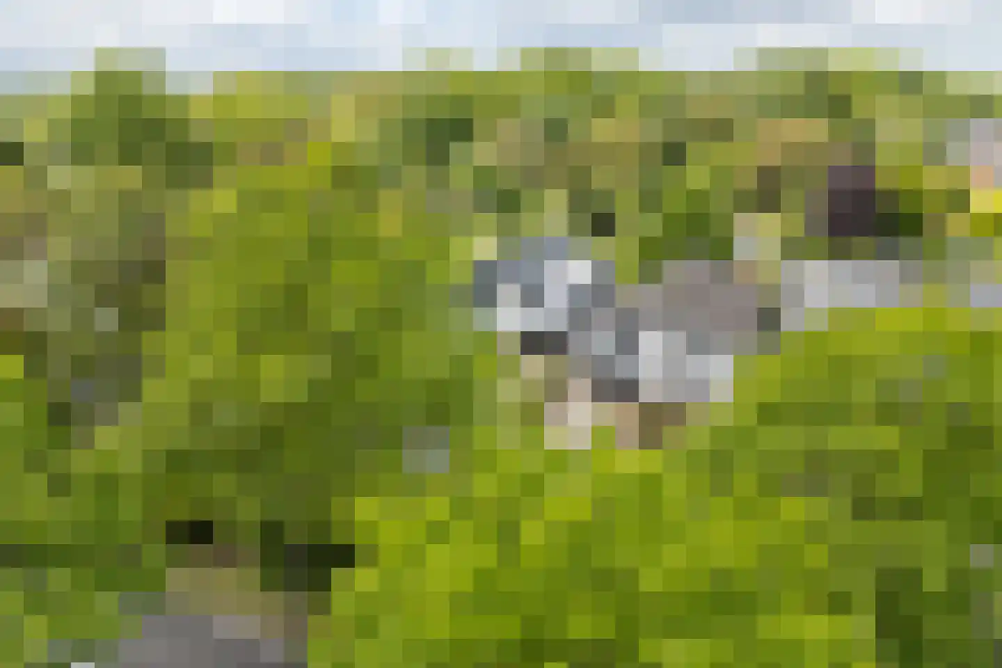 Kleinhoonte 4 Winterswijk thumbnail 4