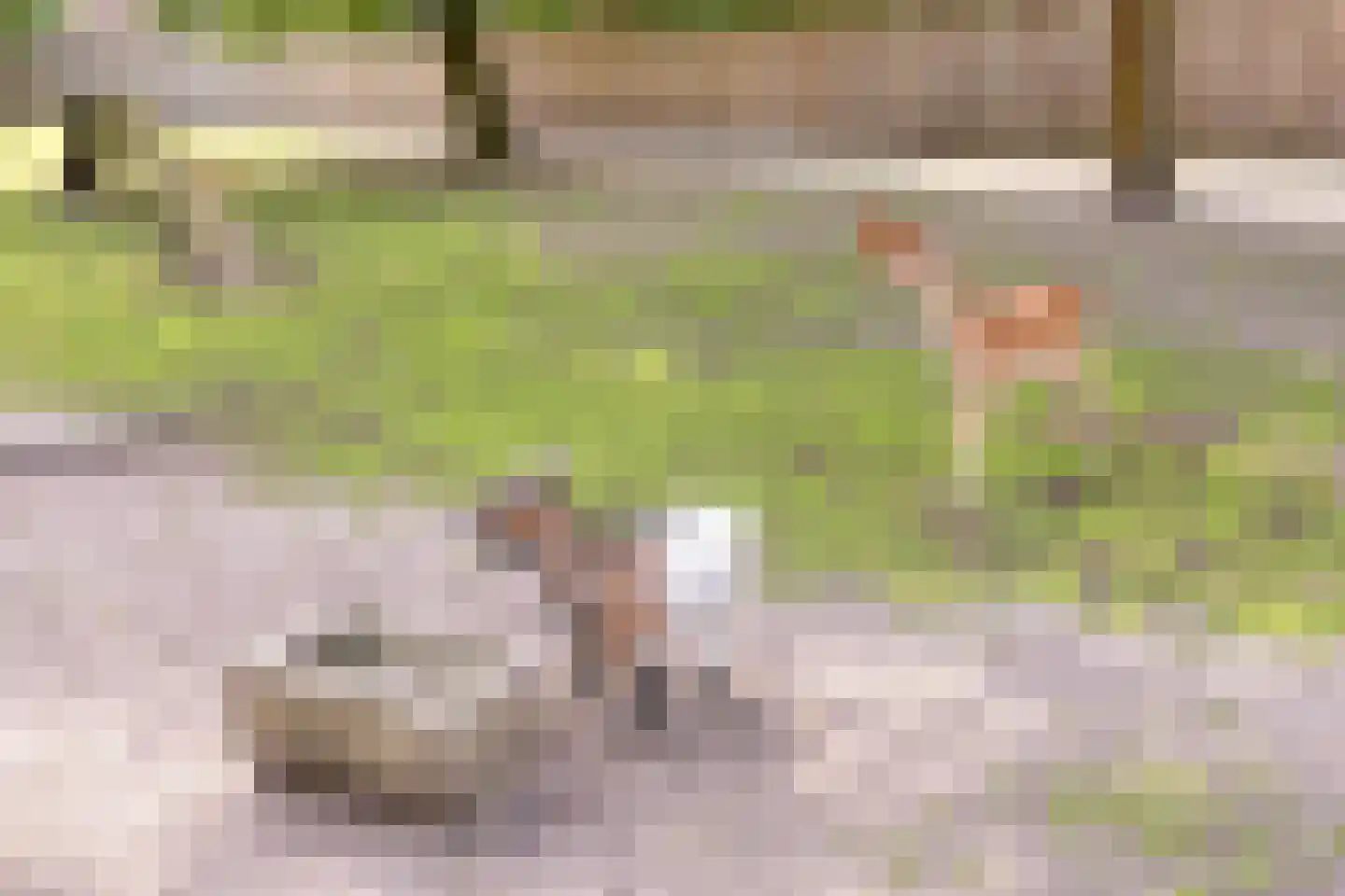 Kleinveld 1 Boekel thumbnail 46