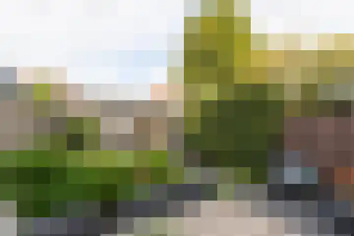 Kleipeer 7 Duiven thumbnail 43