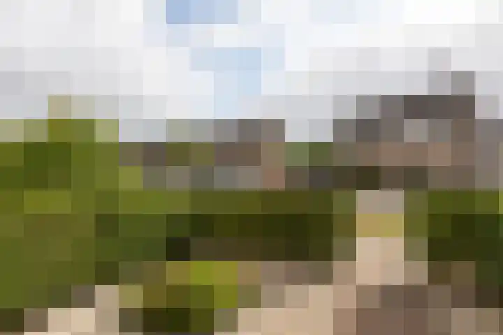 Kleipeer 7 Duiven thumbnail 50