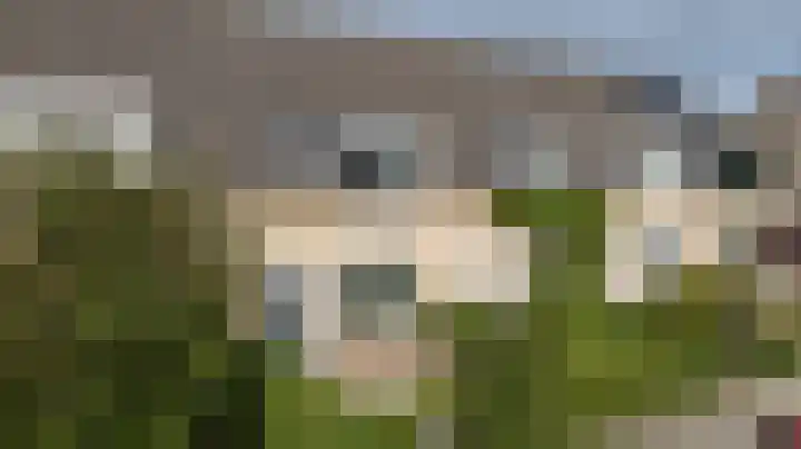 Kleipeer 7 Duiven thumbnail 7