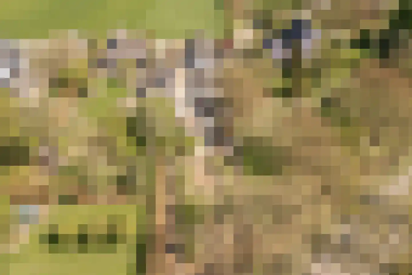Klepel 13 Geldermalsen thumbnail 29