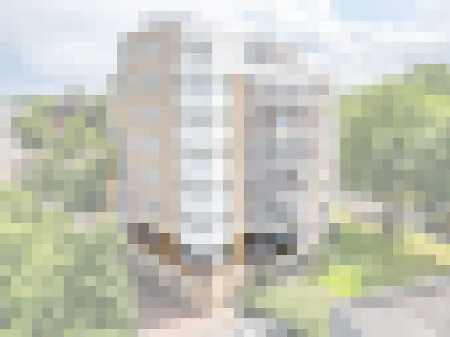 Klepel 400 Emmen thumbnail 43