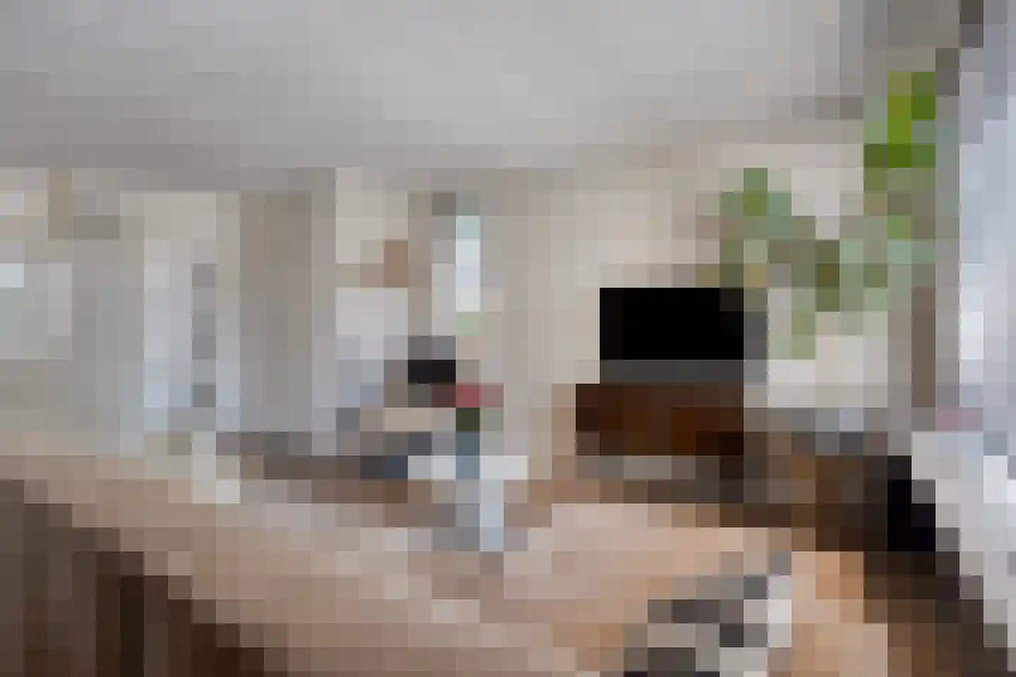 Klepelstraat 15 Nuland thumbnail 8