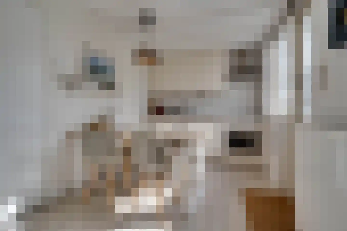 Klepperstee-Kastanje 14 Ouddorp thumbnail 10