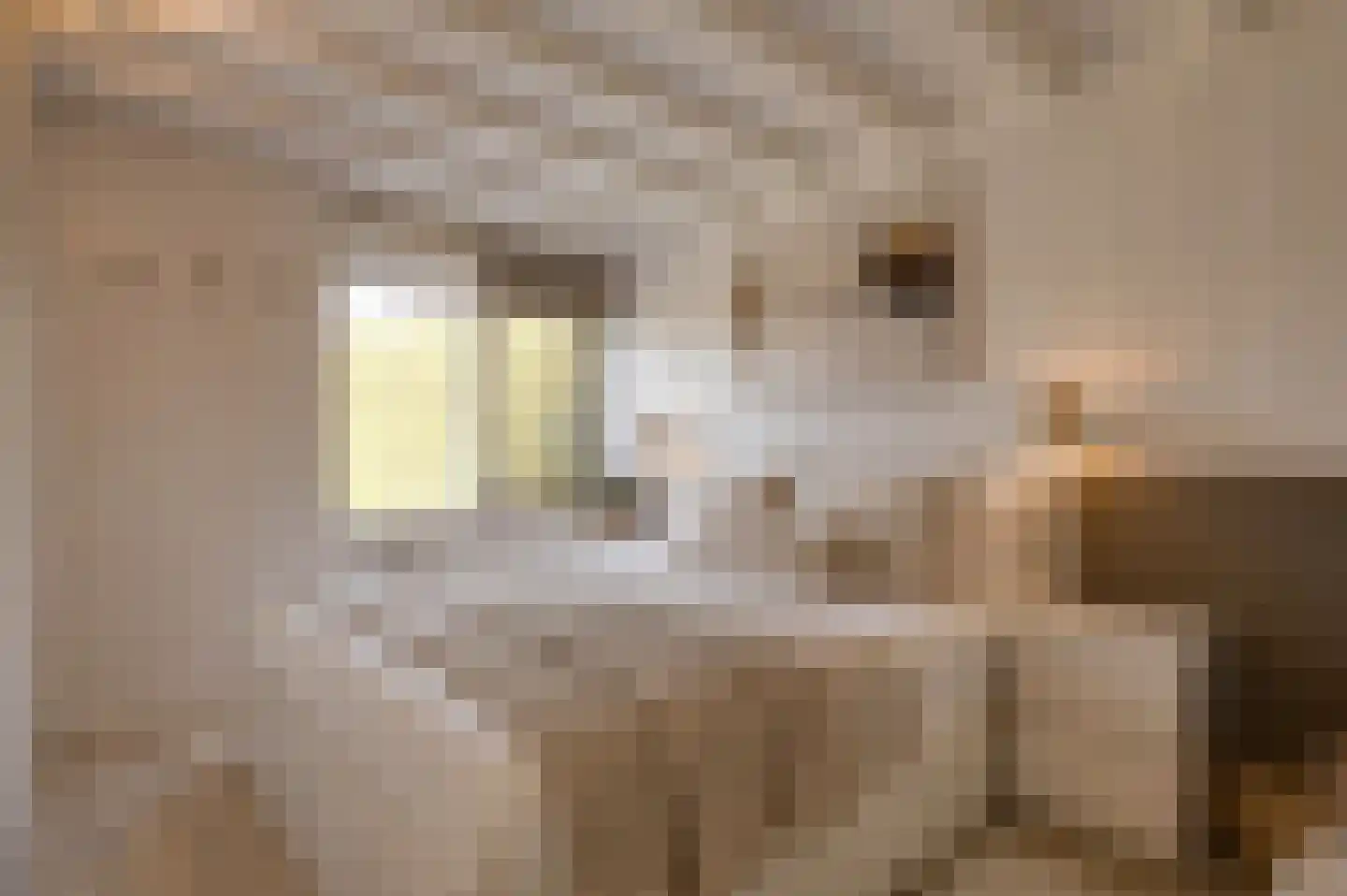 Klepperstee-Kastanje 14 Ouddorp thumbnail 11
