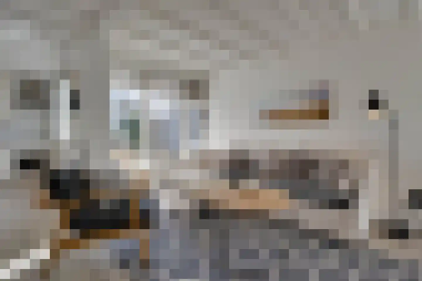 Klepperstee-Kastanje 14 Ouddorp thumbnail 6