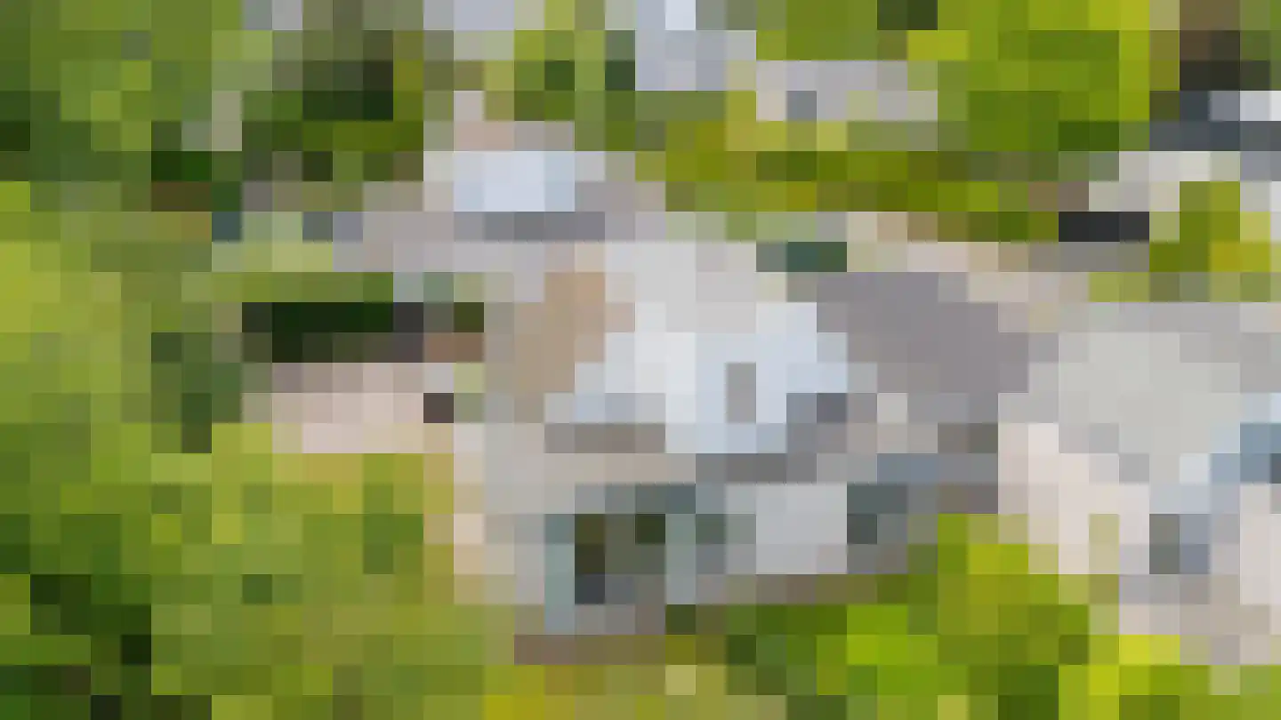 Klepperstee-Kastanje 20 Ouddorp thumbnail 33