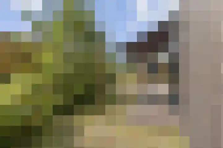 Klepperstee - Kievit 1 15 Ouddorp thumbnail 25