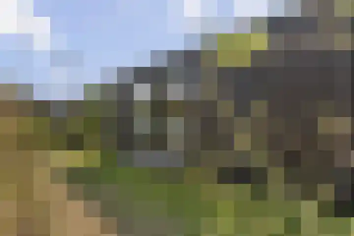 Klepperstee - Kievit 1 15 Ouddorp thumbnail 30