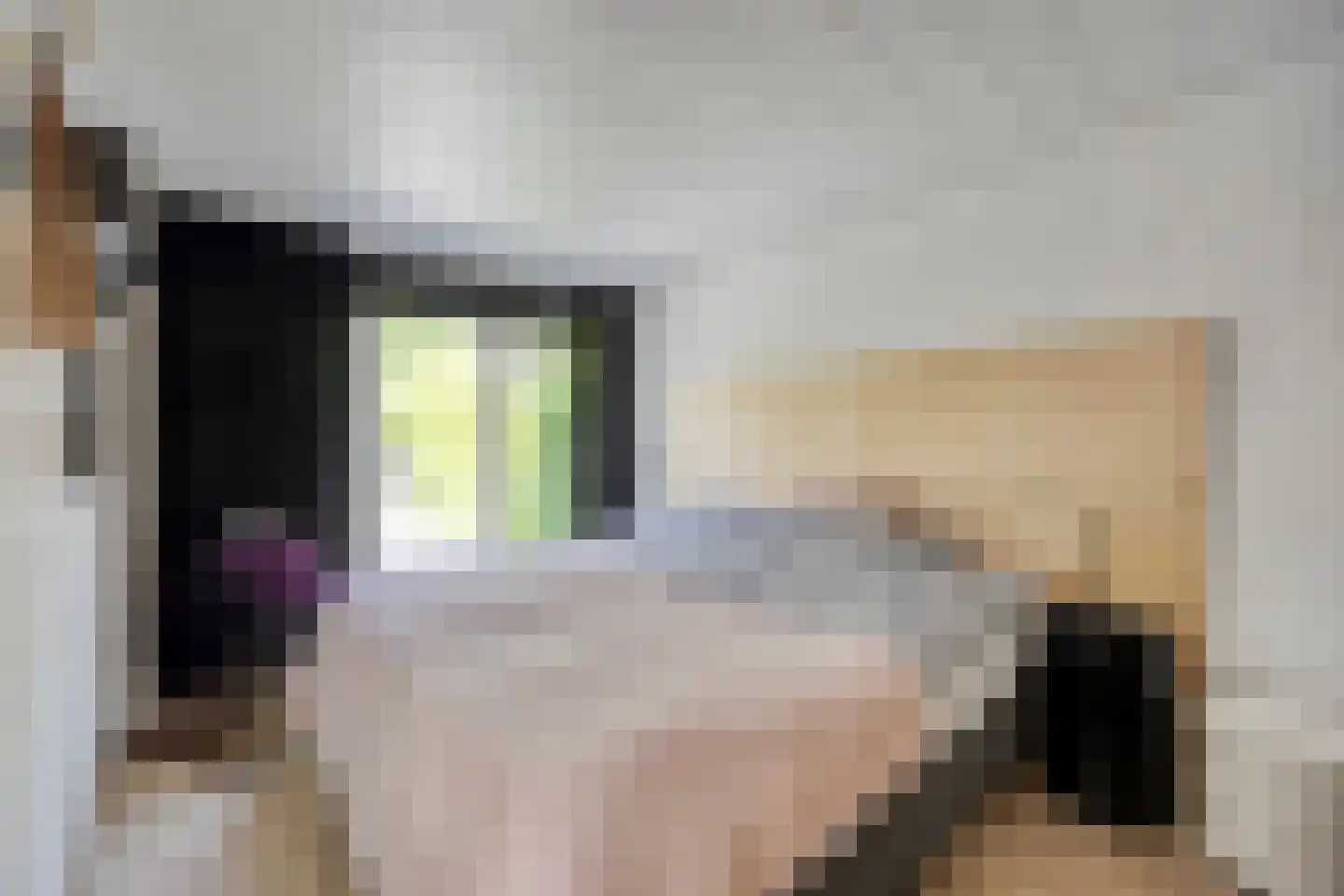Klepperstee-Mimosa 3 Ouddorp thumbnail 13