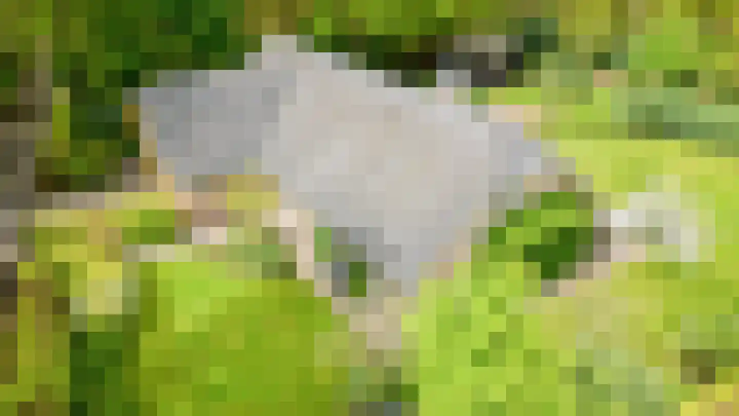 Kleuterhuislaan 1 Rijsbergen thumbnail 5