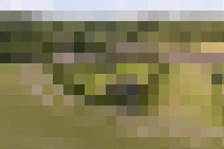 Kleverlaan 1 Egmond aan den Hoef thumbnail 32