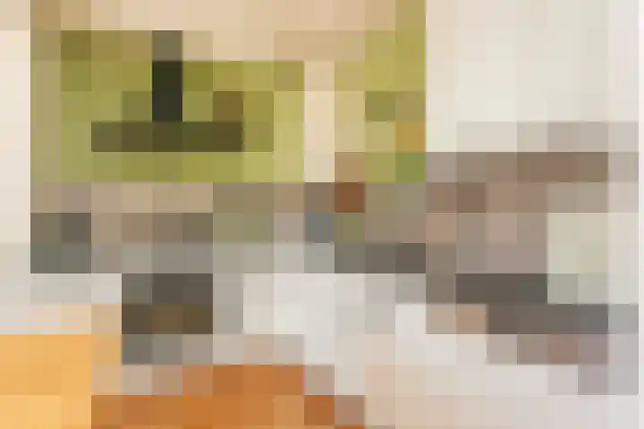 Klifrakplantsoen 117 Utrecht thumbnail 10