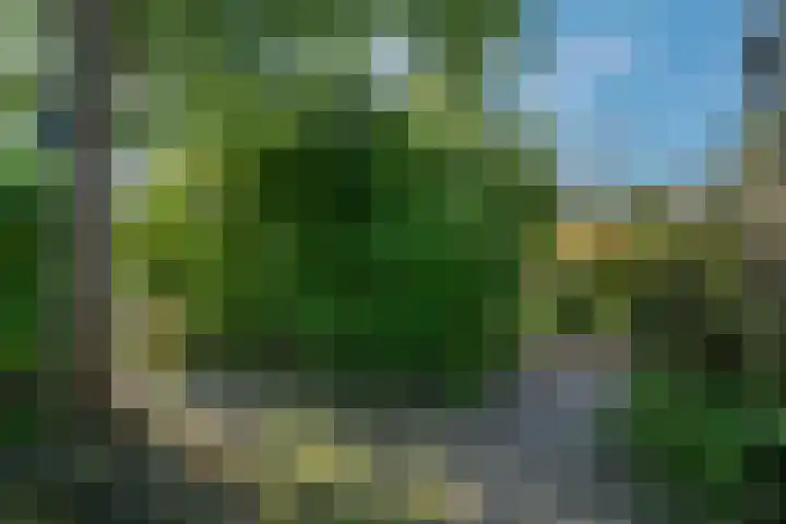 Klimop 1 Roden thumbnail 44