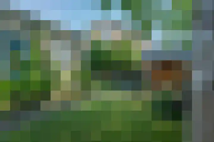 Klimop 1 Roden thumbnail 45