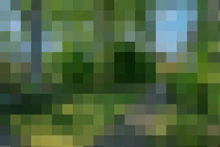 Klimop 1 Roden thumbnail 46