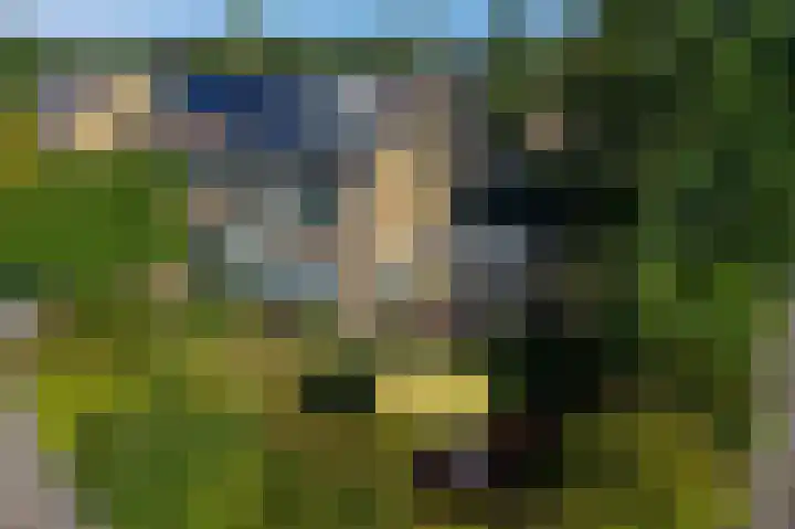 Klimop 1 Roden thumbnail 55