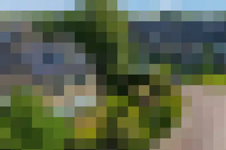 Klimop 1 Roden thumbnail 56