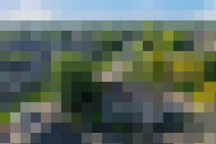Klimop 1 Roden thumbnail 57