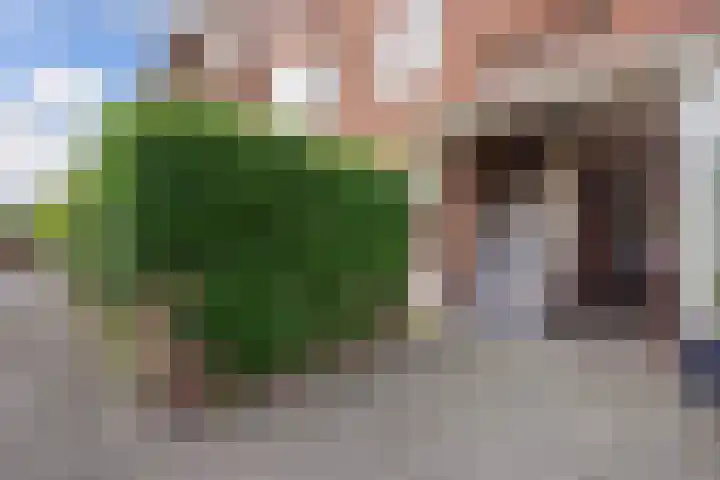 Klimopstraat 300 Den Haag thumbnail 5