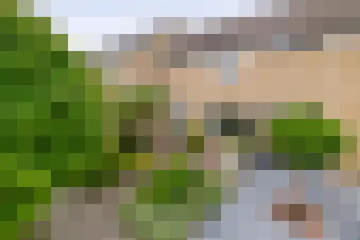 Klimopstraat 9 Musselkanaal thumbnail 6