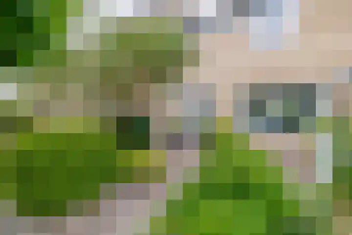 Klimopstraat 9 Musselkanaal thumbnail 7