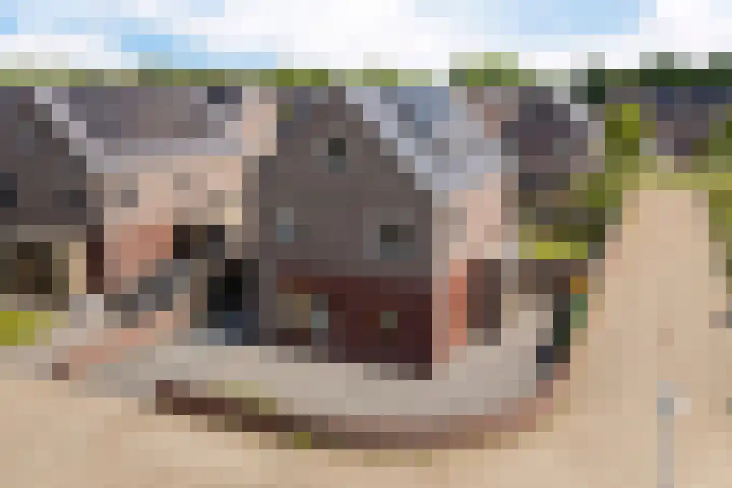 Klimopwal 16 Emmen thumbnail 43