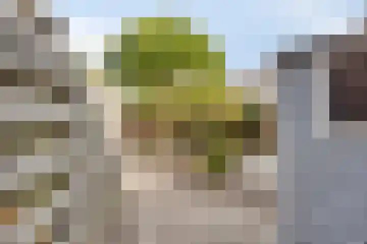 Klimopzoom 6 Leiderdorp thumbnail 12