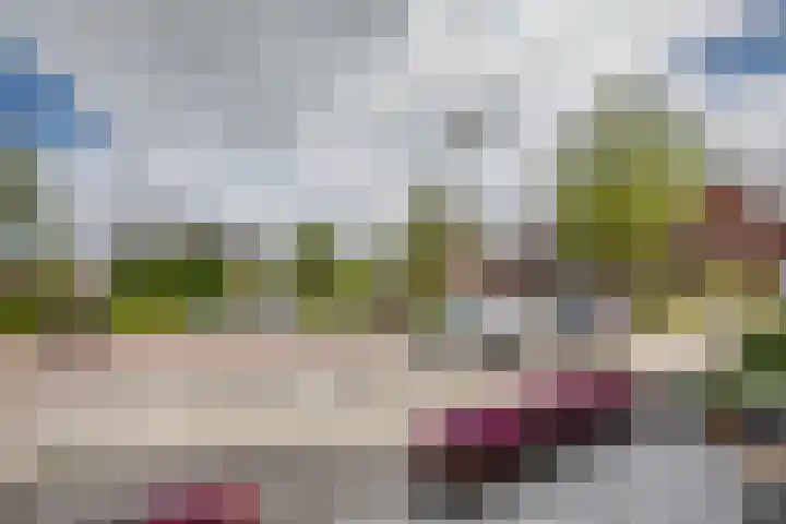 Klimroos 12 Zevenhuizen thumbnail 44