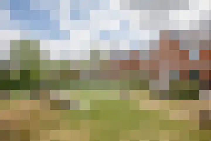 Klimroos 12 Zevenhuizen thumbnail 48