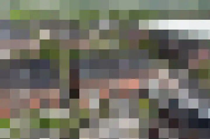 Klimroos 12 Zevenhuizen thumbnail 53
