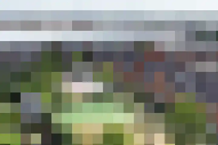 Klimroos 12 Zevenhuizen thumbnail 54