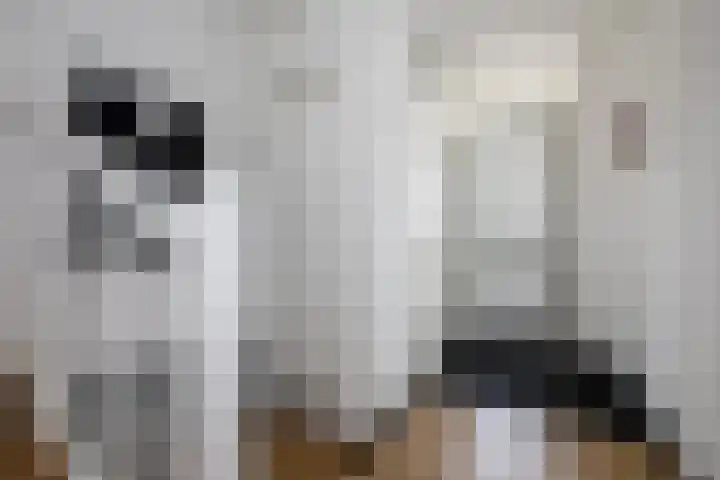 Klimroos 12 Zevenhuizen thumbnail 6