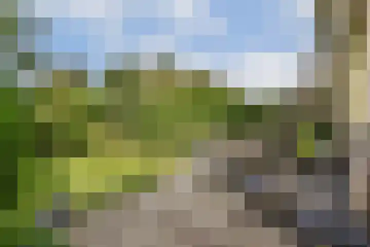Klimroos 27 Leiden thumbnail 13
