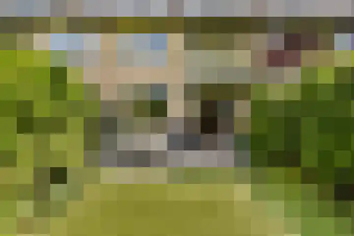 Klimroos 27 Leiden thumbnail 14