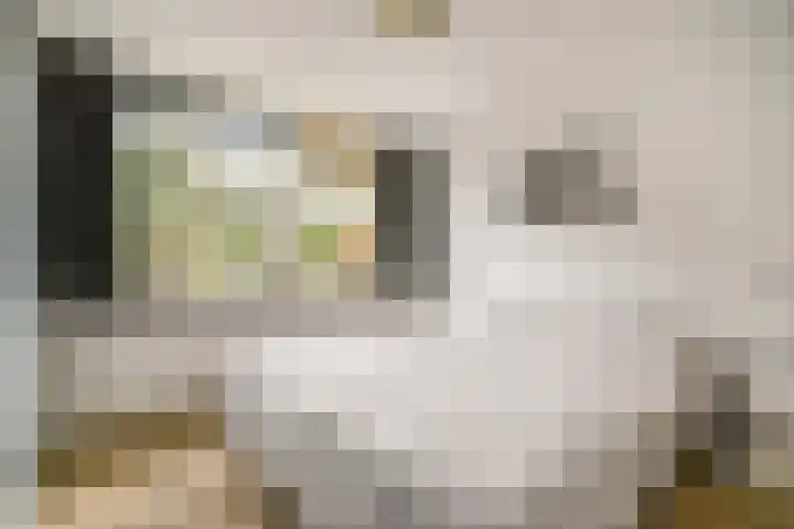Klimroos 27 Leiden thumbnail 17