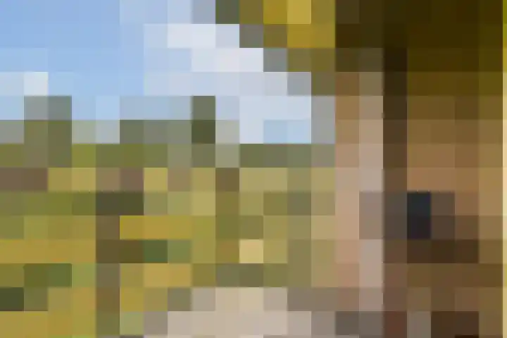 Klimroos 27 Leiden thumbnail 25