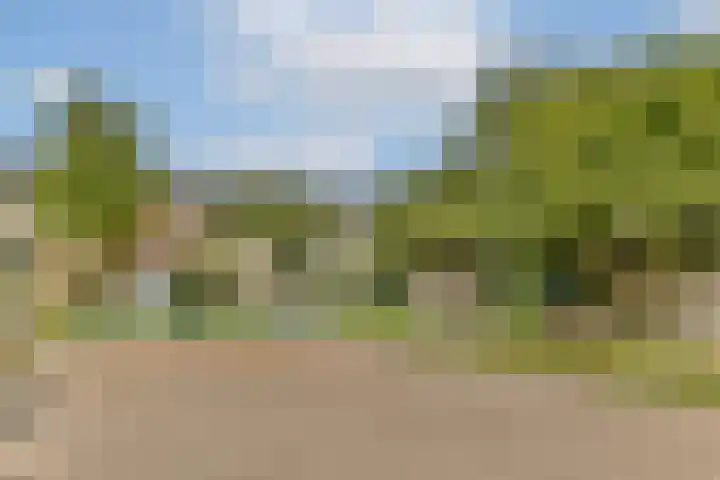Klimroos 27 Leiden thumbnail 37