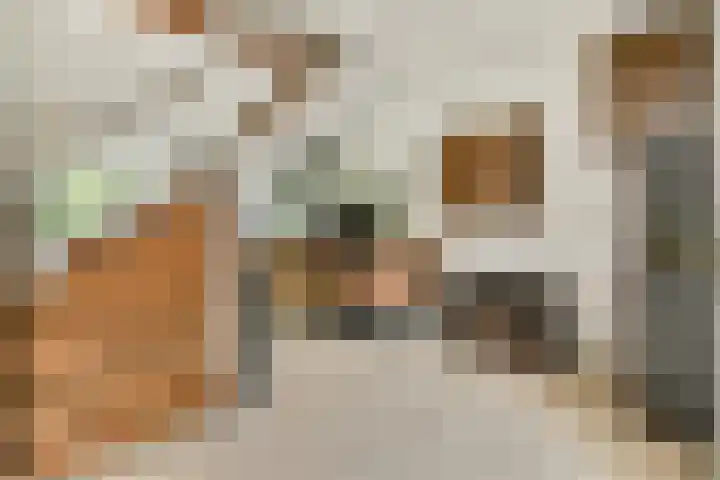 Klimroos 27 Leiden thumbnail 4