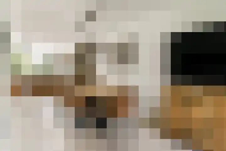 Klimroos 27 Leiden thumbnail 7