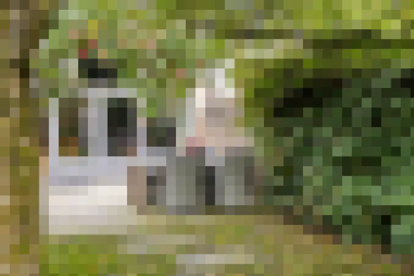 Klimtuin 80 Epe thumbnail 37