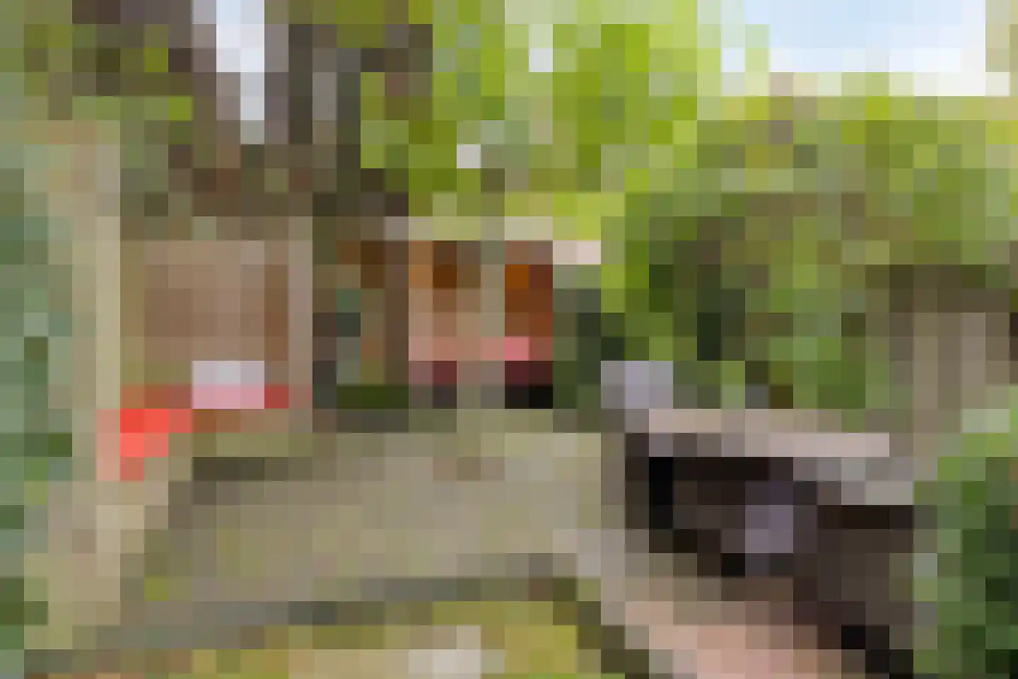 Klimtuin 80 Epe thumbnail 41