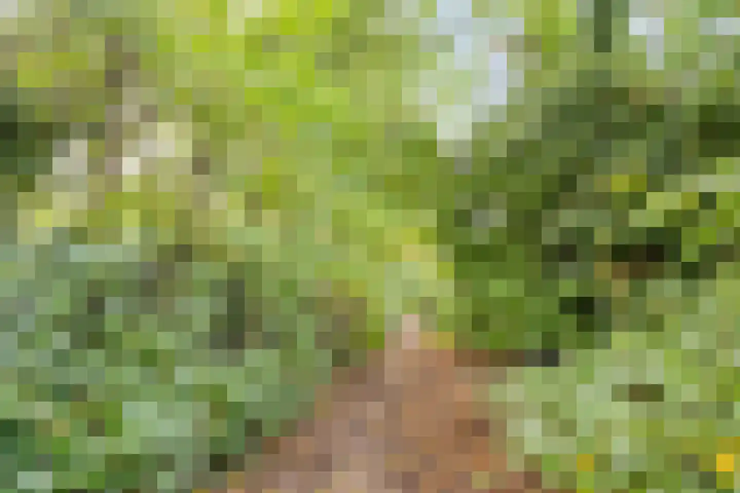 Klimtuin 80 Epe thumbnail 45
